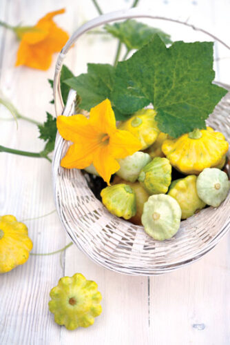 Squash on the Scene: The Evolution of Cucurbits